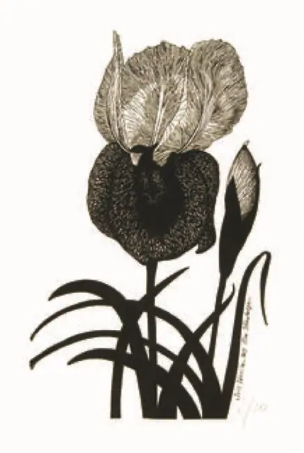 Iris Iberica